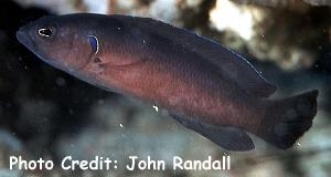  Pseudochromis melas (Dark Dottyback)