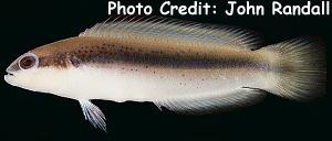  Pseudochromis nigrovittatus (Blackstripe Dottyback)
