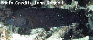  Pseudochromis persicus (Bluespotted Dottyback, Persian Dottyback)