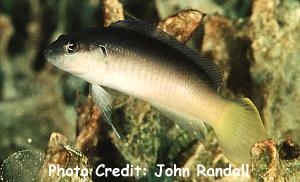  Pseudochromis pesi (Pale Dottyback)