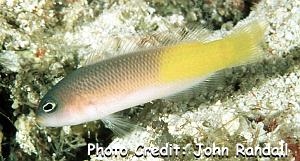  Pseudochromis pylei (Pyle's Dottyback)