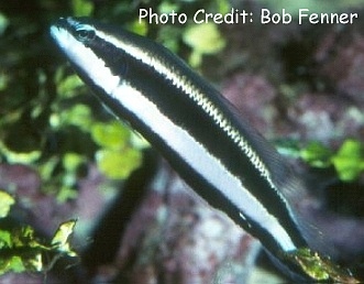  Pseudochromis sankeyi (Sankey’s Dottyback, Striped Dottyback)