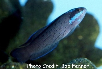  Pseudochromis springeri (Springer’s Dottyback, Blue-Stripe Dottyback)