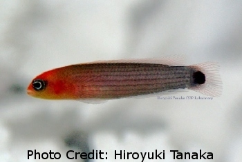  Pseudochromis striatus (Redheaded Dottyback)