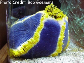  Pseudocolochirus tricolor (Tri-color Sea Apple)