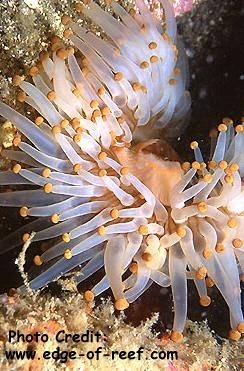  Pseudocorynactis caribbeorum (Orange Ball Anemone)