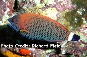  Pseudodax moluccanus (Chiseltooth Wrasse)