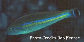  Pseudojuloides cerasinus (Smalltail Pencil Wrasse)