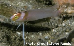  Pseudoplesiops collare (Collared Dottyback)