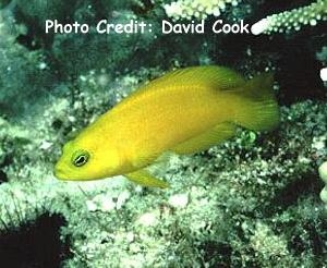  Pseudoplesiops rosae (Rose Island Dottyback)