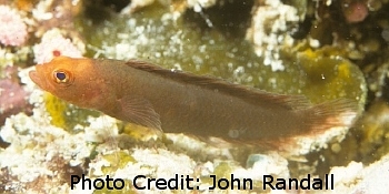  Pseudoplesiops wassi (Fleckfin Dottyback)