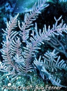  Antillogorgia bipinnata (Bipinnates Sea Plume, Forked Sea Feather)