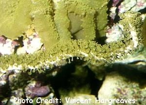  Pseudopterogorgia flagellosa (Sea Rod, False Whip Coral)