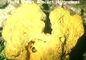  Pseudosuberites andrewsi (Yellow Sponge)