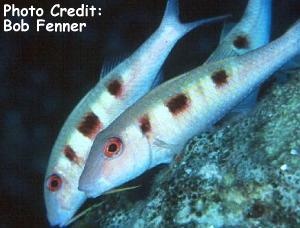  Pseudupeneus maculatus (Spotted Goatfish)