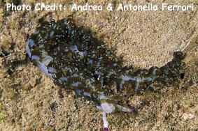  Pteraeolidia sp. (Sea Slug)