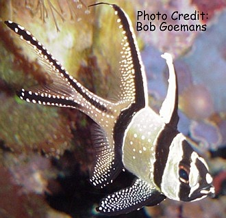  Pterapogon kauderni (Banggai Cardinalfish)