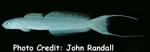  Ptereleotris arabica (Arabian Dartfish)