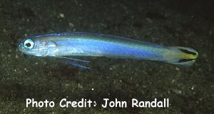  Ptereleotris uroditaenia (Flagtail Dartfish)