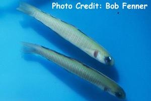 Ptereleotris zebra (Zebra Dartfish)  Ptereleotris zebra (Zebra Dartfish)