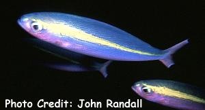  Pterocaesio lativittata (White-band Fusilier)