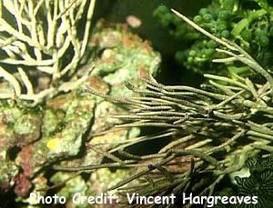  Pterogorgia citrina (Yellow Sea Blade, Green Sea Blade)