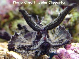  Pteroidichthys amboinensis (Ambon Scorpionfish)