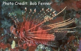  Pterois antennata (Antennata Lionfish, Raggedfinned Lionfish)