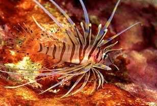  Pterois lunulata (Japanese Lionfish)