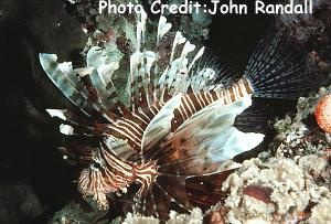  Pterois miles (Devil Lionfish)