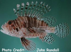  Pterois mombasae (Deep-water Lionfish)