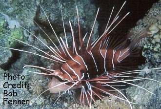  Pterois radiata (Radiata Lionfish, Clearfin Lionfish)