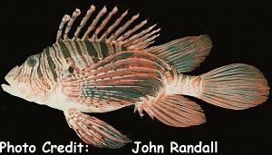  Pterois russelii (Russell’s Lionfish, Plaintail Lionfish)