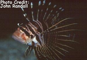  Pterois sphex (Hawaiian Turkeyfish)