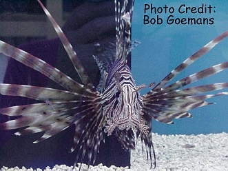  Pterois volitan (Volitan Lionfish, Red Lionfish, Common Lionfish)
