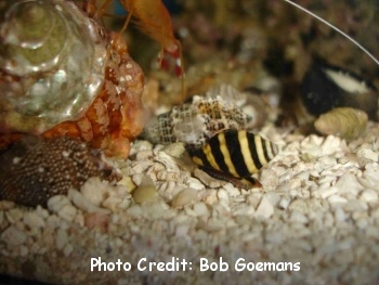  Pusiostoma (Engina) mendicaria (Bumble Bee Snail)