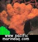  Reniochalina stalagmitis (Red Hand Sponge)
