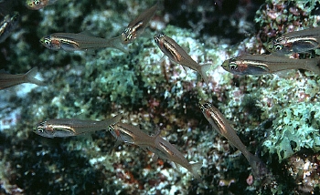  Rhabdamia cypselura (Swallowtail Cardinalfish)