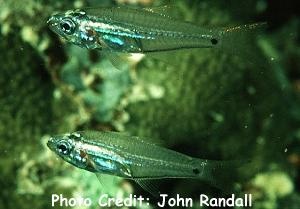  Rhabdamia gracilis (Luminous Cardinalfish)