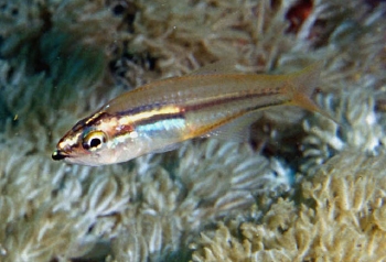  Rhabdamia nigrimentum (Blackchin Cardnalfish)