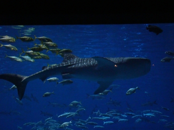  Rhincodon typus (Whale Shark)