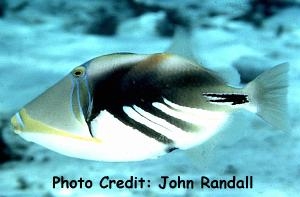  Rhinecanthus aculeatus (Humu-Humu Triggerfish, White-banded Triggerfish, Humu Picasso Triggerfish)