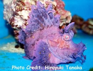  Rhinopias frondosa (Weedy Scorpionfish)