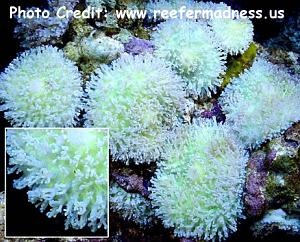  Rhodactis rhodostoma (Lime Elephant Ear Mushroom)