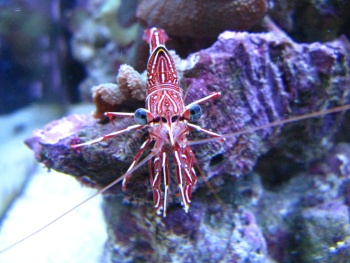  Rhynchocinetes durbanensis (Dancing Shrimp, Camelback Shrimp, Hingebeak Shrimp)