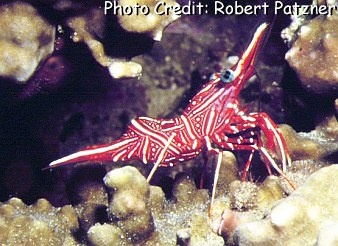  Rhynchocinetes uritai (Camel Shrimp, Dancing Shrimp)