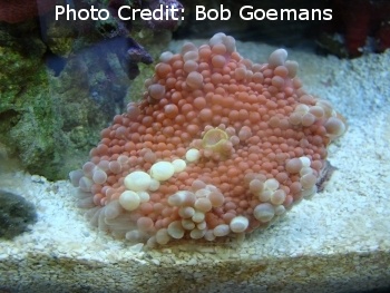  Ricordea yuma (Knobby False Coral)
