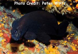  Rypticus saponaceus (Greater Soapfish)