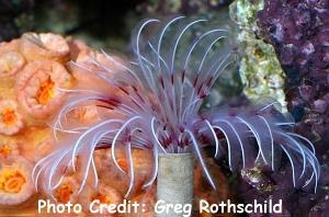  Sabellastarte magnifica (Feather Duster)