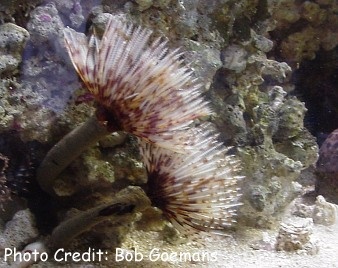  Sabellastarte sanctijosephi (Giant Feather Duster)